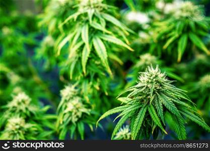 Closeup garden of cannabis plants with gratifying full grown buds ready to be harvested in curative indoor cannabis farm, grow facility. Beautiful highly detail of marijuana plant with bud, macro.. Closeup cannabis plants with gratifying full grown buds ready for harvested.