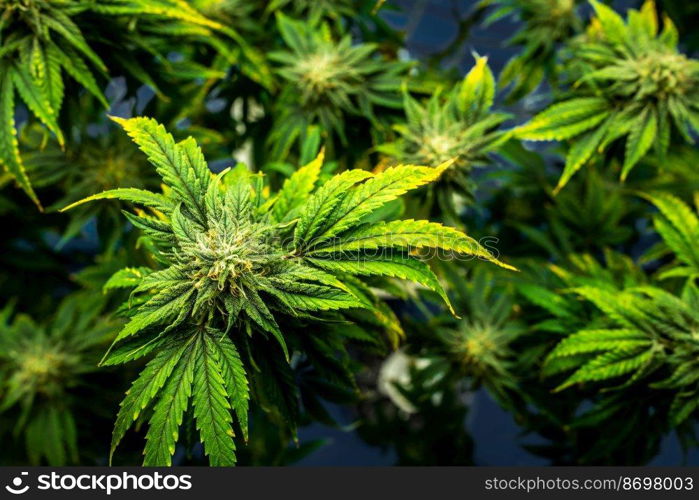 Closeup garden of cannabis plants with gratifying full grown buds ready to be harvested in curative indoor cannabis farm, grow facility. Beautiful highly detail of marijuana plant with bud, macro.. Closeup cannabis plants with gratifying full grown buds ready for harvested.