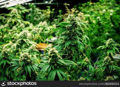 Closeup garden of cannabis plants with gratifying full grown buds ready to be harvested in curative indoor cannabis farm, grow facility. Beautiful highly detail of marijuana plant with bud, macro.. Closeup cannabis plants with gratifying full grown buds ready for harvested.