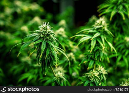 Closeup garden of cannabis plants with gratifying full grown buds ready to be harvested in curative indoor cannabis farm, grow facility. Beautiful highly detail of marijuana plant with bud, macro.. Closeup cannabis plants with gratifying full grown buds ready for harvested.