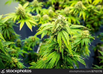 Closeup garden of cannabis plants with gratifying full grown buds ready to be harvested in curative indoor cannabis farm, grow facility. Beautiful highly detail of marijuana plant with bud, macro.. Closeup cannabis plants with gratifying full grown buds ready for harvested.