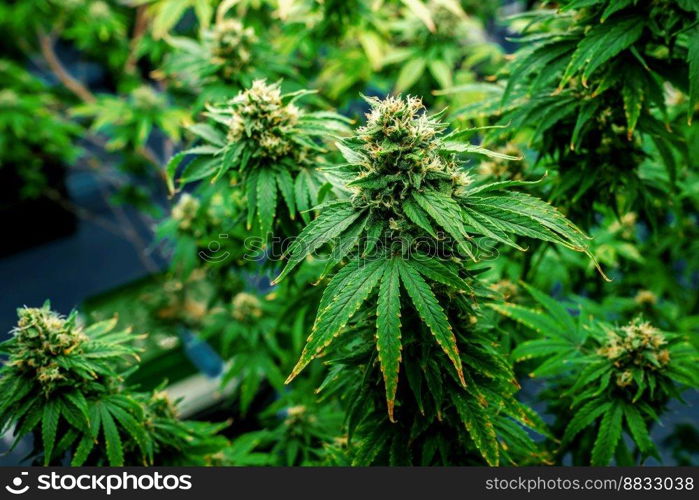 Closeup garden of cannabis plants with gratifying full grown buds ready to be harvested in curative indoor cannabis farm, grow facility. Beautiful highly detail of marijuana plant with bud, macro.. Closeup cannabis plants with gratifying full grown buds ready for harvested.