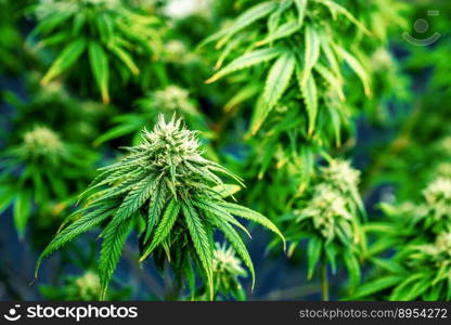 Closeup garden of cannabis plants with gratifying full grown buds ready to be harvested in curative indoor cannabis farm, grow facility. Beautiful highly detail of marijuana plant with bud, macro.