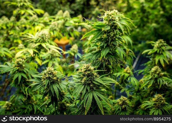 Closeup garden of cannabis plants with gratifying full grown buds ready to be harvested in curative indoor cannabis farm, grow facility. Beautiful highly detail of marijuana plant with bud, macro.