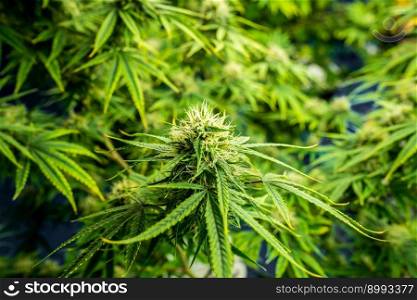 Closeup garden of cannabis plants with gratifying full grown buds ready to be harvested in curative indoor cannabis farm, grow facility. Beautiful highly detail of marijuana plant with bud, macro.