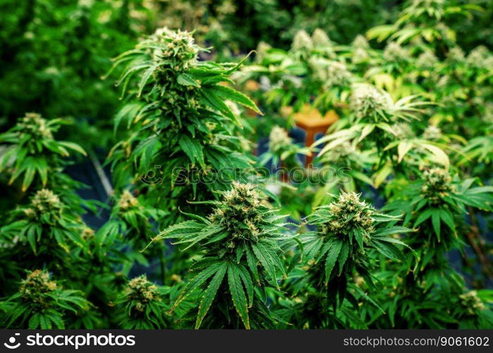 Closeup garden of cannabis plants with gratifying full grown buds ready to be harvested in curative indoor cannabis farm, grow facility. Beautiful highly detail of marijuana plant with bud, macro.. Closeup cannabis plants with gratifying full grown buds ready for harvested.