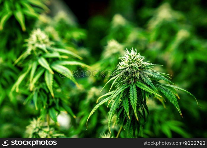 Closeup garden of cannabis plants with gratifying full grown buds ready to be harvested in curative indoor cannabis farm, grow facility. Beautiful highly detail of marijuana plant with bud, macro.. Closeup cannabis plants with gratifying full grown buds ready for harvested.