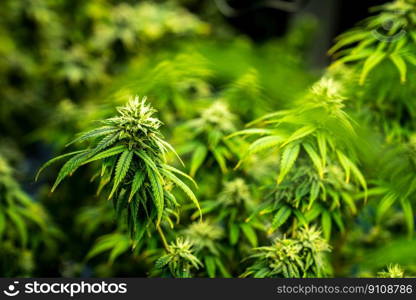 Closeup garden of cannabis plants with gratifying full grown buds ready to be harvested in curative indoor cannabis farm, grow facility. Beautiful highly detail of marijuana plant with bud, macro.. Closeup cannabis plants with gratifying full grown buds ready for harvested.