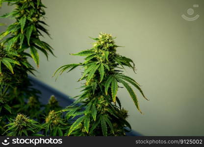 Closeup garden of cannabis plants with gratifying full grown buds ready to be harvested in curative indoor cannabis farm, grow facility. Beautiful highly detail of marijuana plant with bud, macro.. Closeup cannabis plants with gratifying full grown buds ready for harvested.