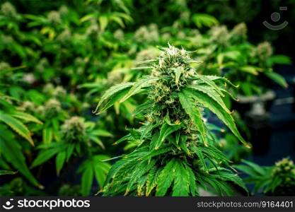 Closeup garden of cannabis plants with gratifying full grown buds ready to be harvested in curative indoor cannabis farm, grow facility. Beautiful highly detail of marijuana plant with bud, macro.. Closeup cannabis plants with gratifying full grown buds ready for harvested.