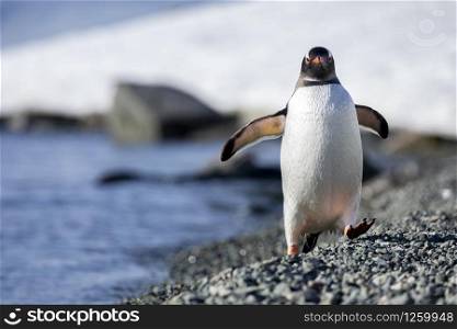 Closeup Gentoo Penguin is running towards stony beach shore in Antarctica