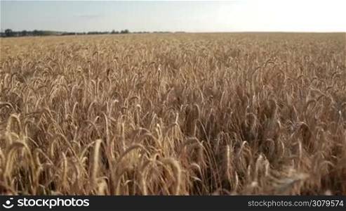 Closeup golden ripened spikes of wheat ready for harvesting in farm field over blue sky background. Ears of golden wheat in agricultural field in glow of setting sun. Agriculture and rich harvest concept. Slow motion. Steadicam stabilized shot.