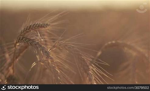 Closeup golden spikelets of wheat in rays of orange sunset. Selective focus. Golden ripened spikes of wheat in sunset light. Rich harvest and agriculture concept.
