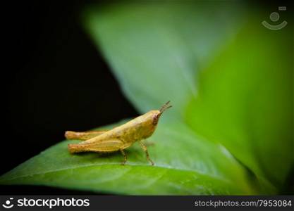 closeup grasshopper on green leaf