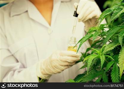 Closeup gratifying cannabis plant in curative indoor cannabis farm. Scientist inspecting CBD oil extracted from cannabis plant with a dropper lid for cannabis research.