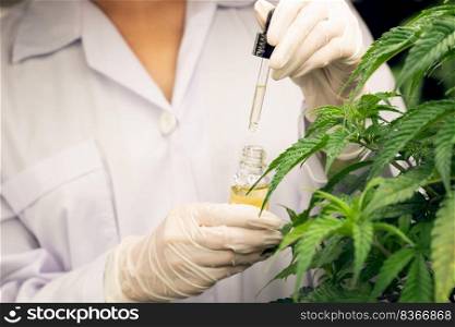 Closeup gratifying cannabis plant in curative indoor cannabis farm. Scientist inspecting CBD oil extracted from cannabis plant with a dropper lid for cannabis research.. Gratifying cannabis plant inside indoor farm and scientist inspecting CBD oil.