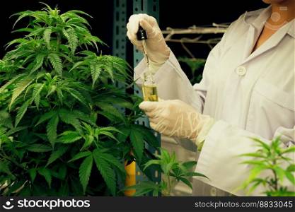 Closeup gratifying cannabis plant in curative indoor cannabis farm. Scientist inspecting CBD oil extracted from cannabis plant with a dropper lid for cannabis research.. Gratifying cannabis plant inside indoor farm and scientist inspecting CBD oil.