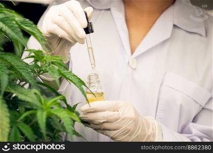 Closeup gratifying cannabis plant in curative indoor cannabis farm. Scientist inspecting CBD oil extracted from cannabis plant with a dropper lid for cannabis research.