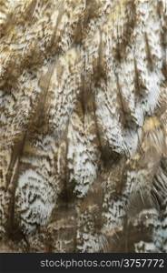 Closeup Great Grey Owl feathers