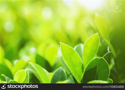 closeup green leaf on blur background at park