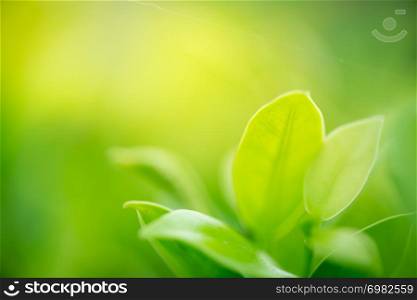 closeup green leaf on green nature background