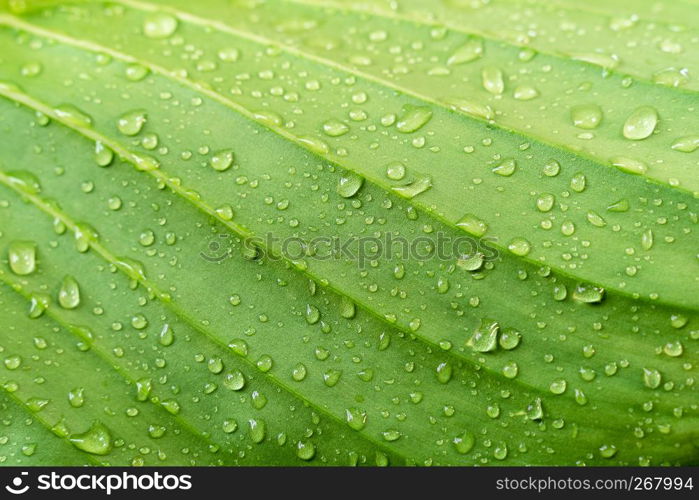 Closeup green leaf texture with raindrop. Fresh nature background.