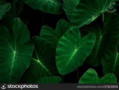 Closeup green leaves of elephant ear in garden. Green leaf texture for health and spa background. Green leaves on dark background. Greenery wallpaper. Botanical garden. Nature abstract. Organic plant.
