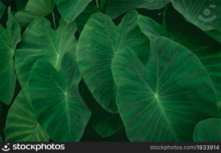Closeup green leaves of elephant ear in jungle. Green leaf texture background. Green leaves in tropical forest. Greenery wallpaper. Botanical garden. Web banner for organic products. Nature abstract.