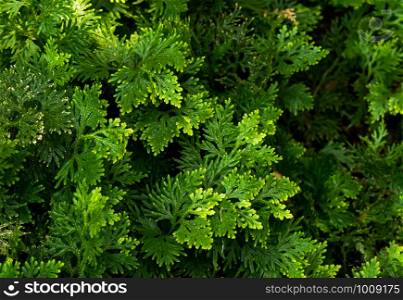 Closeup green leaves of genus Selaginella fern for background.