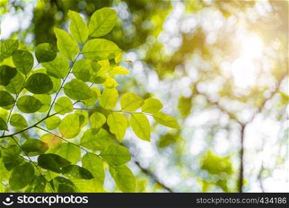 Closeup green leaves with sunlight in forrest. Fresh natural background. Travel and freedom. Can use for environment backdrop.