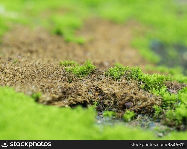 Closeup green moss grow on old wall