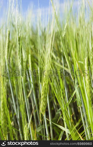 Closeup green spikelets of barley ripen in the field on a summer day. Natural background - the concept of harvest and healthy nutrition. Selective focus, blurred vignette.