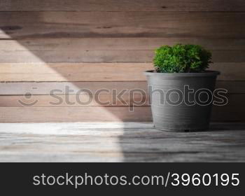 closeup green tree on flower pot and wooden background