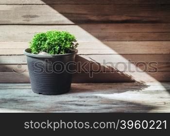 closeup green tree on flower pot and wooden background