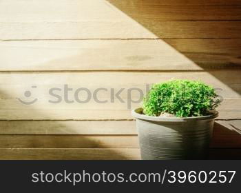 closeup green tree on flower pot and wooden background