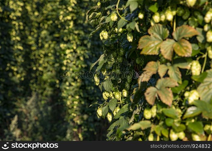 Closeup green wall of plants with leaves of the hops in Bavaria