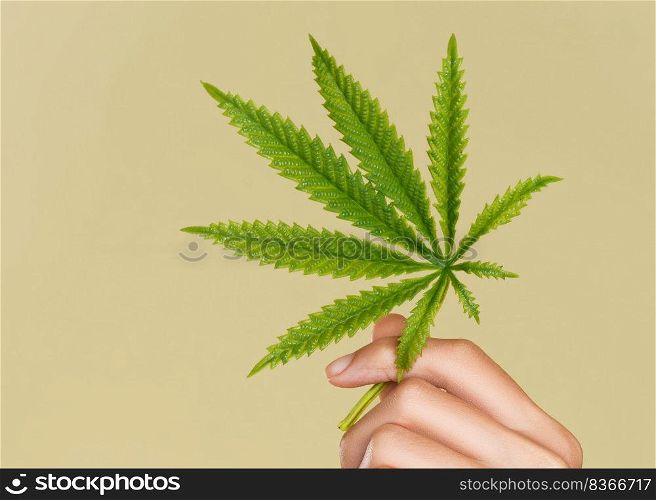 Closeup hand of ardent model with healthy fresh skin holding hemp or cannabis leaf. Symbol of beauty and cannabis concept. Flat lay.. Closeup hand of ardent model with healthy skin holding hemp leaf. Flat lay.