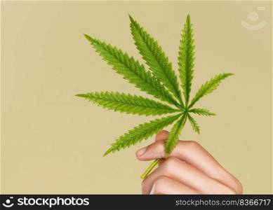 Closeup hand of ardent model with healthy fresh skin holding hemp or cannabis leaf. Symbol of beauty and cannabis concept. Flat lay.. Closeup hand of ardent model with healthy skin holding hemp leaf. Flat lay.