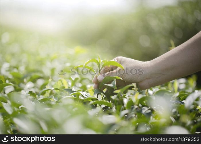 Closeup hand with picking fresh tea leaves in natural organic green tea farm