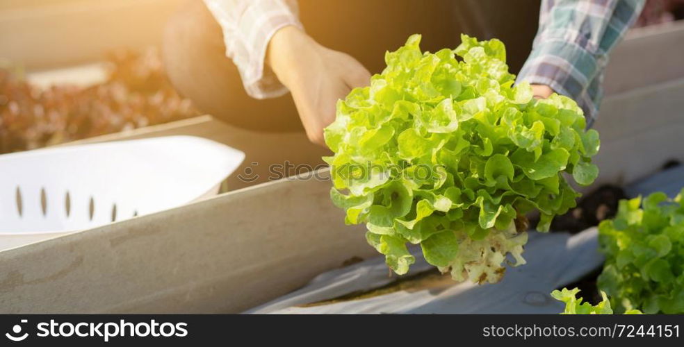 Closeup hands of young asian man farmer checking fresh organic vegetable garden in farm, cultivation green oak lettuce for harvest agriculture with business, healthy food concept, banner website.