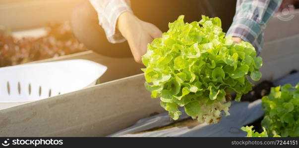 Closeup hands of young asian man farmer checking fresh organic vegetable garden in farm, cultivation green oak lettuce for harvest agriculture with business, healthy food concept, banner website.