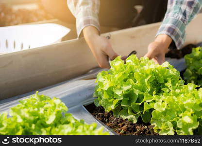 closeup hands of young asian man farmer checking fresh organic vegetable kitchen garden in farm, produce and cultivation green oak lettuce for harvest agriculture with business, healthy food concept.