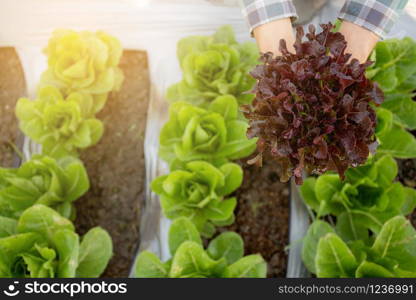 closeup hands of young man farmer checking and holding fresh organic vegetable in hydroponic farm, produce and cultivation red oak lettuce for harvest agriculture with business, healthy food concept.