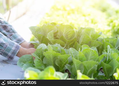 closeup hands young man farmer checking and holding fresh organic vegetable in hydroponic farm, produce and cultivation green cos for harvest agriculture with business, healthy food concept.