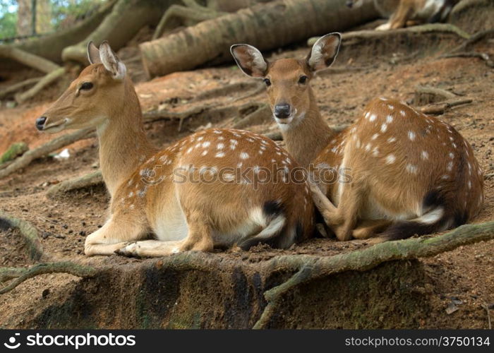 Closeup head of a whitetail deer