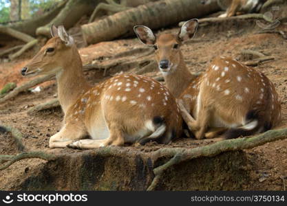 Closeup head of a whitetail deer