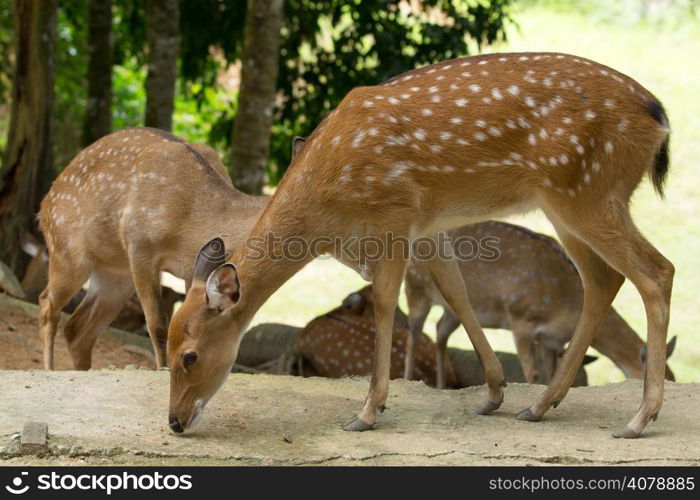 Closeup head of a whitetail deer