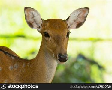 Closeup head of a whitetail deer