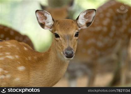 Closeup head of a whitetail deer