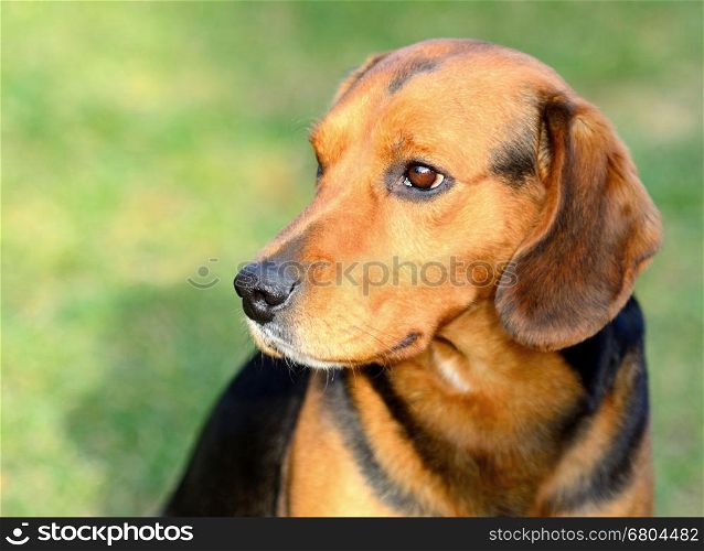 Closeup head portrait of Beagle dog on a green background.